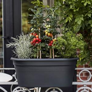 Elho Green Basics Flower Bridge 55cm