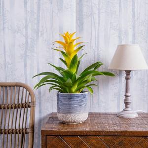 Guzmania Yellow