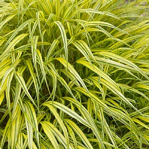 Hakonechloa macra 'Aureola'