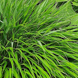 Hakonechloa macra