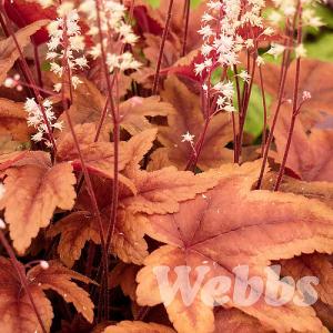 Heucherella 'Brass Lanterns'