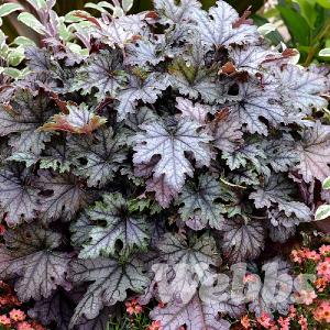 Heucherella 'Cracked Ice'