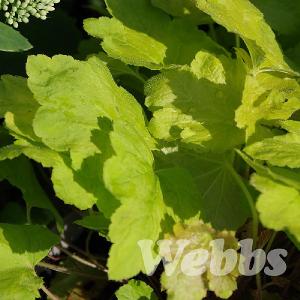 Heucherella 'Happy Hour Lime'