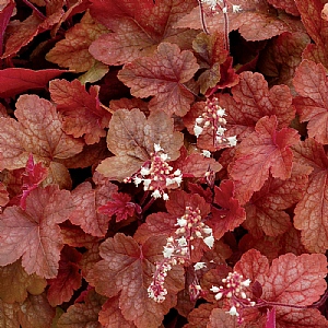 Heucherella 'Redstone Falls'