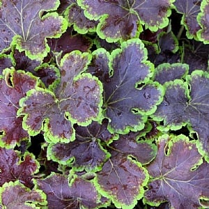 Heucherella 'Solar Eclipse'