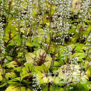 Heucherella 'Stop Light'