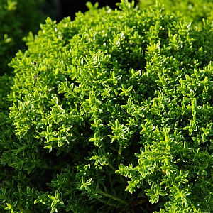 Hebe 'Emerald Gem'