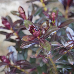 Hebe 'Joan Mac'