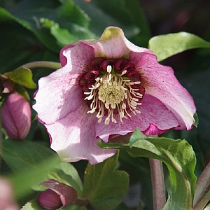 Helleborus 'Beaming Blush'