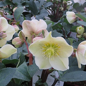 Helleborus x ballardiae 'Cinnamon Snow'