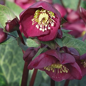Helleborus 'Frostkiss Vibey Velvet'