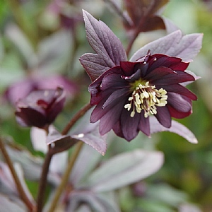 Helleborus orientalis 'Harvington® Double Chocolate'