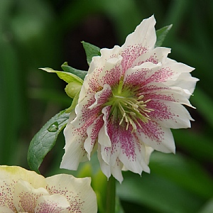 Helleborus orientalis 'Harvington® Double Cream Speckled'