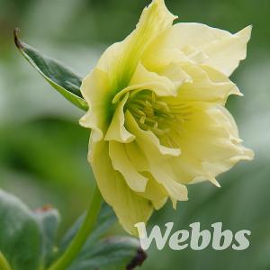 Helleborus orientalis 'Harvington® Double Yellow'