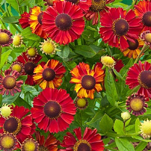 Helenium 'Hot Lava'