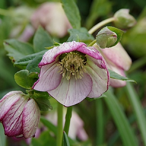 Helleborus orientalis 'Harvington® Picotee'