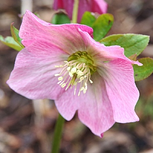 Helleborus orientalis 'Harvington® Pink'