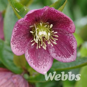 Helleborus orientalis 'Harvington® Pink Speckled'