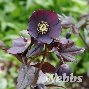 Helleborus orientalis 'Harvington® Shades of Night'