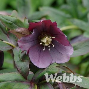 Helleborus orientalis 'Harvington® Smokey Blue'
