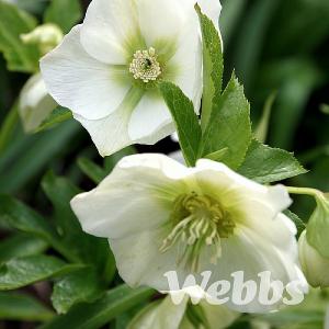 Helleborus orientalis 'Harvington® White'