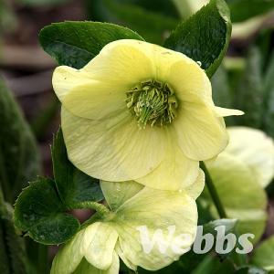 Helleborus orientalis 'Harvington® Yellow'