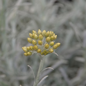 Helichrysum italicum 'Korma'