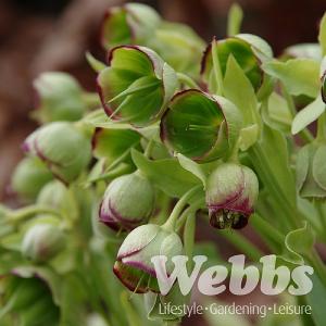 Helleborus foetidus