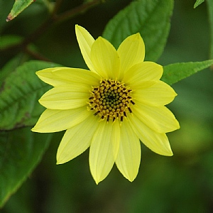 Helianthus 'Lemon Queen'