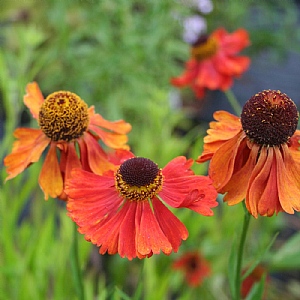 Helenium 'Moerheim Beauty'