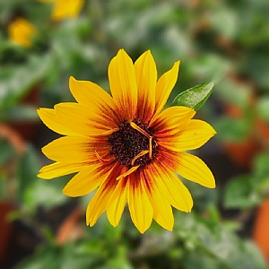 Helianthus annuus 'Sunbelievable Brown Eyed Girl'