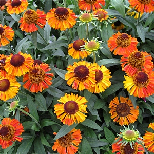 Helenium autumnale 'Short 'N' Sassy'