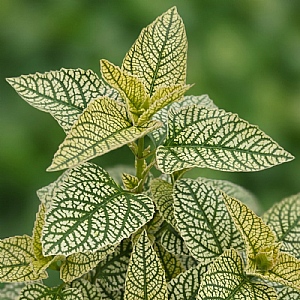 Heliopsis helianthoides 'Solar Flare'