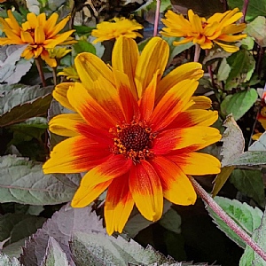 Heliopsis 'Sparkling Contrast'