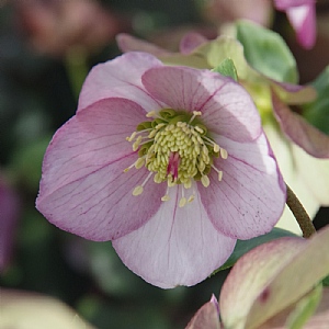 Helleborus 'Winter Ballet Liara'