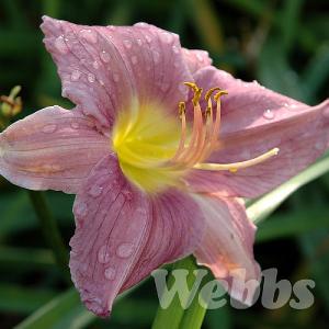 Hemerocallis 'Prairie Blue Eyes'