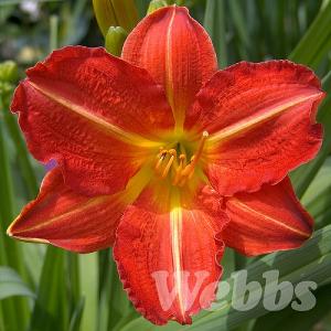 Hemerocallis 'Red Rum'