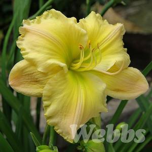 Hemerocallis 'Tequila & Lime'