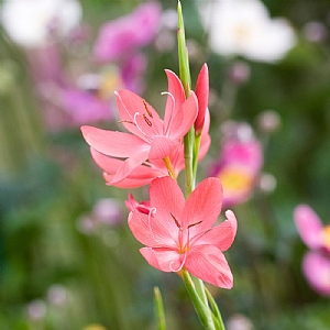 Hesperantha 'Oregon Sunset'