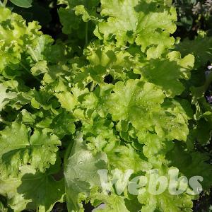 Heuchera 'Apple Twist'