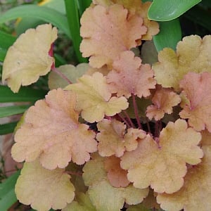 Heuchera 'Baby Bells Amberous'