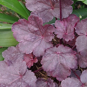 Heuchera 'Baby Bells Dark Desire'