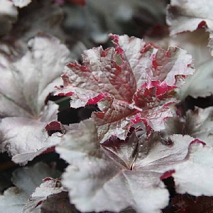 Heuchera 'Black Pearl'