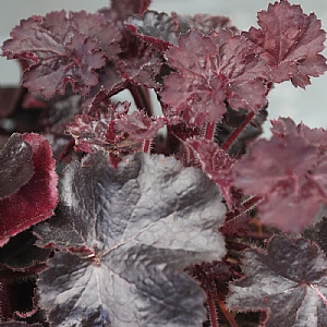 Heuchera 'Black Forest Cake'