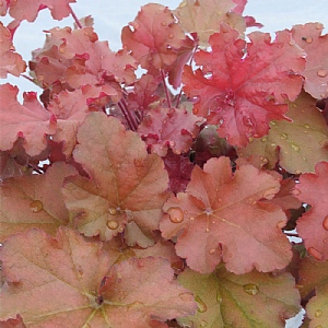 Heuchera 'Boysenberry'