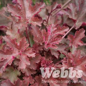 Heuchera 'Chocolate Ruffles'
