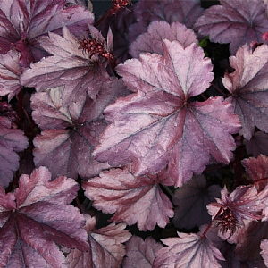 Heuchera 'Wildberry'