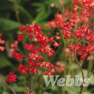 Heuchera sanguineum 'Coral Forest'