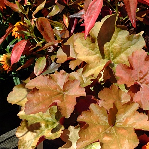 Heuchera 'Crème Brulee'