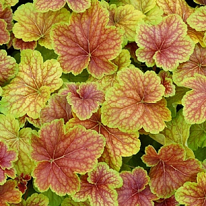 Heuchera 'Delta Dawn'